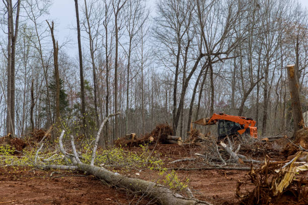 How Our Tree Care Process Works  in  Mauriceville, TX