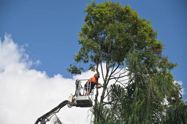 Mauriceville, TX Tree Care Company